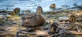 Common Female Mallard duck rests on the shoreline with her clutch of duckling chicks. Royalty Free Stock Photo