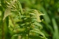 Common fern