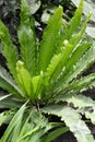 Common fern leaf Asplenium scolopendrium L. Newman