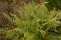 Common fern In the photo is an fern, common fern Royalty Free Stock Photo