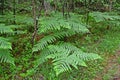 Common fern Pteridium aquilinum L. Kuhn in summer forest