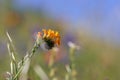 Common fiddleneck flowers native of California wildflowers