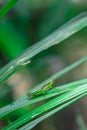 Common field grasshoper sitting on a green leaf macro photography in summertime. Common field grasshopper sitting on a plant in