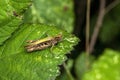 Common field grasshopper Chorthippus brunneus