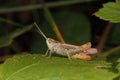 Common field grasshopper (Chorthippus brunneus)