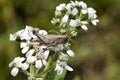 Common Field Grasshopper - Chorthippus brunneus - on White Crownbeard Wildflower
