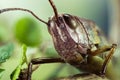 Common Field Grasshopper, Field Grasshopper, Grasshopper, Chorthippus brunneus Royalty Free Stock Photo