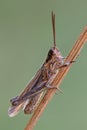 Common field grasshopper resting on a dry stalk of grass. Royalty Free Stock Photo