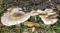 Common field mushrooms Royalty Free Stock Photo