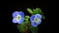 Common Field-speedwell Veronica persica