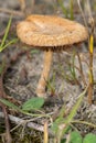 Common Fieldcap - Agrocybe pediades