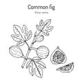 Common fig Ficus carica . Hand drawn vector illustration