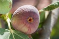 Common Fig (Ficus carica)