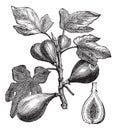 Common Fig or Ficus carica, vintage engraving