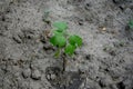 Common fig new plant with earth behind Royalty Free Stock Photo