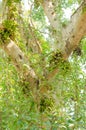 Common fig on tree in the outdoor park