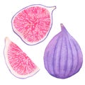 Common figs. Watercolor whole fig, part and slice