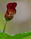 Common figwort (Scrophularia nodosa) Royalty Free Stock Photo