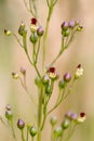 Common Figwort - Scrophularia nodosa, British wildflower. Royalty Free Stock Photo