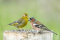 Common finch Fringilla coelebs, and greenfinch. Birds on the feeder