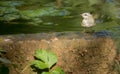 Common Firecrest at ancient stone pool