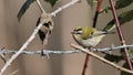 Common firecrest, bird perched among the branches of brambles in the woods Royalty Free Stock Photo