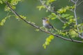 Common firecrest perched on a branch Royalty Free Stock Photo