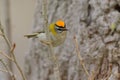 Common Firecrest on a branch - Regulus ignicapilla - PyrÃÂ©nÃÂ©es-Orientales, France Royalty Free Stock Photo