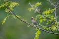 Common firecrest singing on a branch Royalty Free Stock Photo