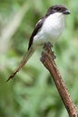 Common fiscal perched on top of stick