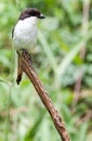 Common fiscal perched on top of stick