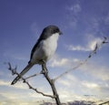 A common fiscal bird, photographed in South Africa.