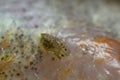 Common fish louse, Argulus foliaceus on perch