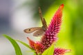 Five-ring butterfly or Ypthima baldus on Celosia argentea flower