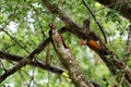 Common flameback birds on the tree in the rain forest