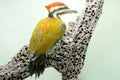 A common flameback or common goldenback is looking for prey in a rotting tree trunk. Royalty Free Stock Photo
