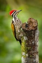 Common Flameback - Dinopium javanense - or Goldenback is a beautiful bird in the woodpecker family Picidae Royalty Free Stock Photo