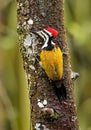 Common Flameback - Dinopium javanense - or Goldenback is a beautiful bird in the woodpecker family Picidae