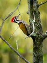 Common Flameback - Dinopium javanense - or Goldenback is a beautiful bird in the woodpecker family Picidae Royalty Free Stock Photo