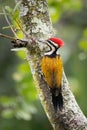 Common Flameback - Dinopium javanense - or Goldenback is a beautiful bird in the woodpecker family Picidae