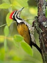 Common Flameback - Dinopium javanense - or Goldenback is a beautiful bird in the woodpecker family Picidae Royalty Free Stock Photo