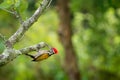 Common Flameback - Dinopium javanense - or Goldenback is a beautiful bird in the woodpecker family Picidae Royalty Free Stock Photo