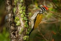 Common Flameback - Dinopium javanense - or Goldenback is a bird in the family Picidae, found in Bangladesh, Brunei, Cambodia,