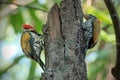 The common flameback (Dinopium javanense) Royalty Free Stock Photo