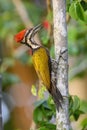 The common flameback or common goldenback Dinopium javanense is a species of bird in the family Picidae. Royalty Free Stock Photo