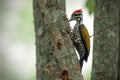 Common flameback on a branch