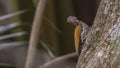 Common Flameback On Tree Trunk Royalty Free Stock Photo