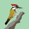 Common flameback woodpecker on a tree trunk Royalty Free Stock Photo