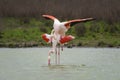 Common flamingo copulation in the Laguna de Fuente de Piedra, Malaga. Spain Royalty Free Stock Photo