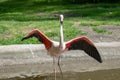 Common flamingo with open wings in a pond